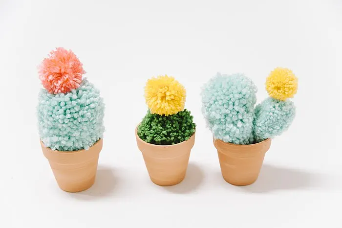 Pom-Pom Cacti