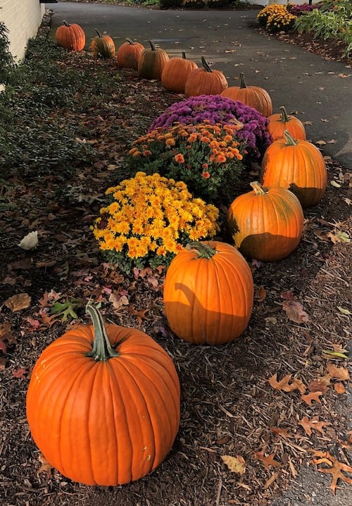 Pumpkin Lining Fall Flowers